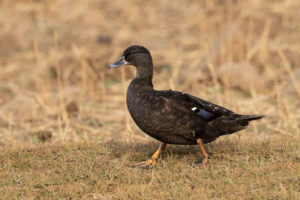African Black Duck (Anas sparsa)