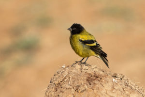 Ethiopian Siskin (Serinus nigriceps)