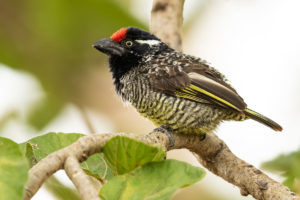 Banded Barbet (Lybius undatus)