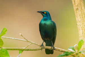 Greater Blue-eared Starling (Lamprotornis chalybaeus)