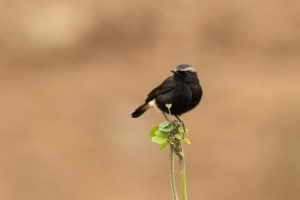 Abyssinian Wheatear (Oenanthe lugubris)