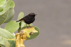 Abyssinian Wheatear (Oenanthe lugubris)