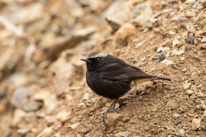 Abyssinian Wheatear (Oenanthe lugubris)