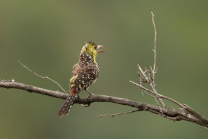 Yellow-breasted Barbet (Trachyphonus margaritatus)