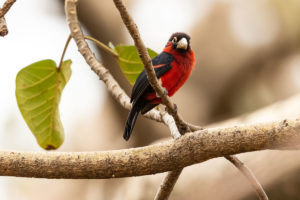 Double-toothed Barbet (Lybius bidentatus)