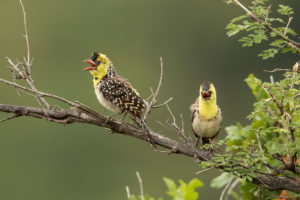 Yellow-breasted Barbet (Trachyphonus margaritatus)