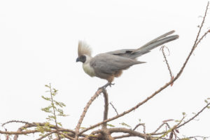 Bare-faced Go-away-bird (Corythaixoides personatus)