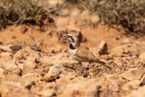 Temminck’s Lark (Eremophila bilopha)