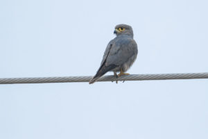 Gray Kestrel (Falco ardosiaceus)