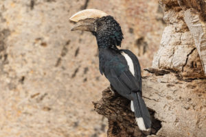 Silvery-cheeked Hornbill (Bycanistes brevis)