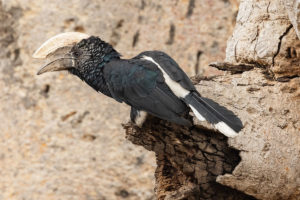 Silvery-cheeked Hornbill (Bycanistes brevis)