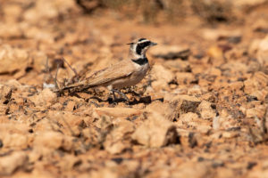 Temminck’s Lark (Eremophila bilopha)