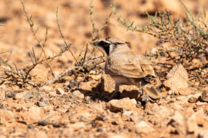 Temminck’s Lark (Eremophila bilopha)