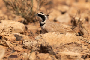 Temminck’s Lark (Eremophila bilopha)