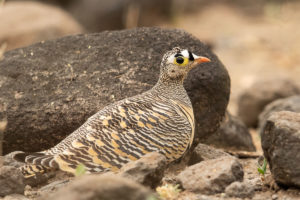 Lichtenstein’s Sandgrouse (Pterocles lichtensteinii)