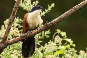 Blue-headed Coucal (Centropus monachus)