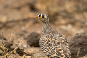 Lichtenstein’s Sandgrouse (Pterocles lichtensteinii)