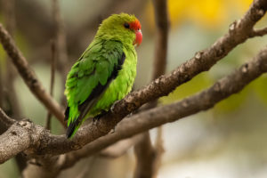 Black-winged Lovebird (Agapornis taranta)