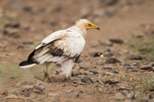 Egyptian Vulture (Neophron percnopterus)