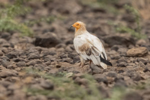 Egyptian Vulture (Neophron percnopterus)