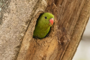 Black-winged Lovebird (Agapornis taranta)