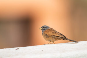 House Bunting (Emberiza sahari)