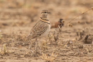 Double-banded Courser (Smutsornis africanus)