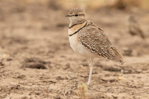 Double-banded Courser (Smutsornis africanus)