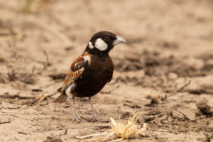 Chestnut-backed Sparrow-Lark (Eremopterix leucotis)