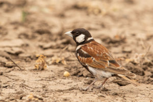 Chestnut-backed Sparrow-Lark (Eremopterix leucotis)