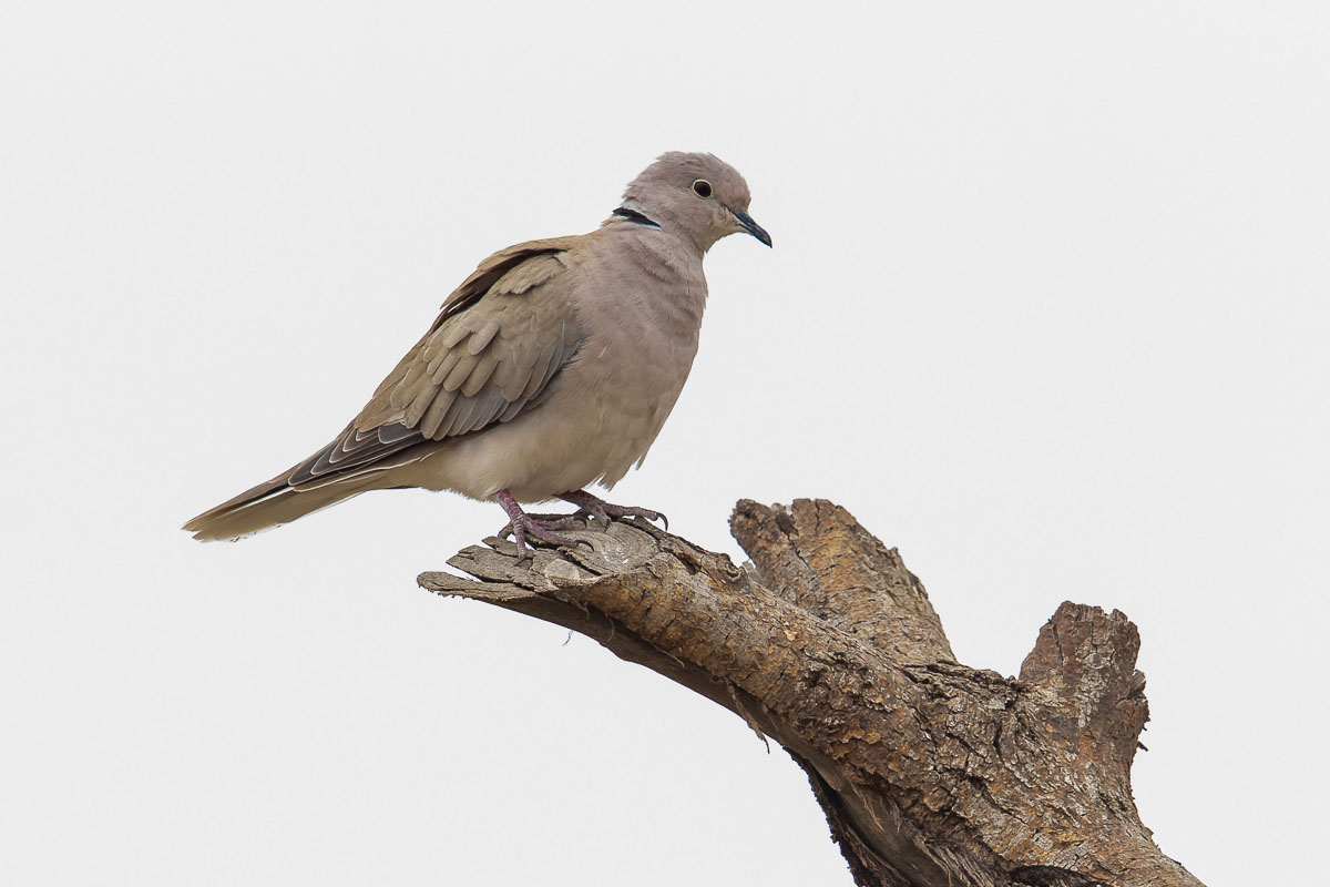 African Collared-Dove (Streptopelia Roseogrisea) * Discovering Birds