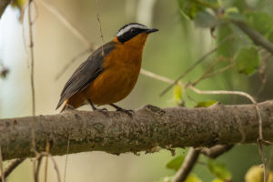 Rüppell’s Robin-Chat (Cossypha semirufa)