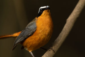 Rüppell’s Robin-Chat (Cossypha semirufa)