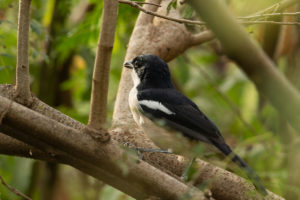 Ethiopian Boubou (Laniarius aethiopicus)