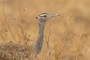 Arabian Bustard (Ardeotis arabs)