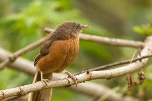 Rufous Chatterer (Turdoides rubiginosa)