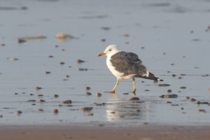 Lesser Black-backed Gull (Larus fuscus)