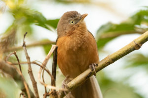 Rufous Chatterer (Turdoides rubiginosa)