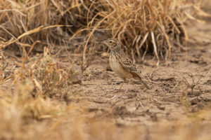 Singing Bushlark (Mirafra cantillans)