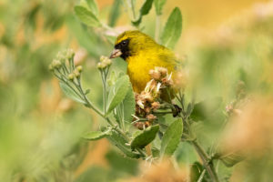 African Citril (Crithagra citrinelloides)