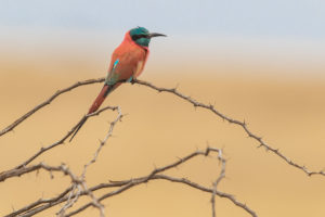 Northern Carmine Bee-eater (Merops nubicus)