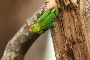 Black-winged Lovebird (Agapornis taranta)