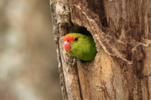 Black-winged Lovebird (Agapornis taranta)