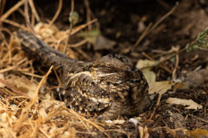 Long-tailed Nightjar (Caprimulgus climacurus)