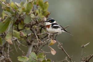 Gray-headed Batis (Batis orientalis)