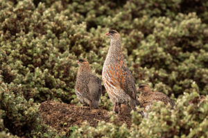 Chestnut-naped Francolin (Pternistis castaneicollis)