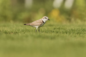 Kentish Plover (Charadrius alexandrinus)