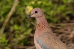 Laughing Dove (Streptopelia senegalensis)