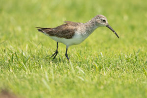 Curlew Sandpiper (Calidris ferruginea)