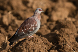 Speckled Pigeon (Columba guinea)